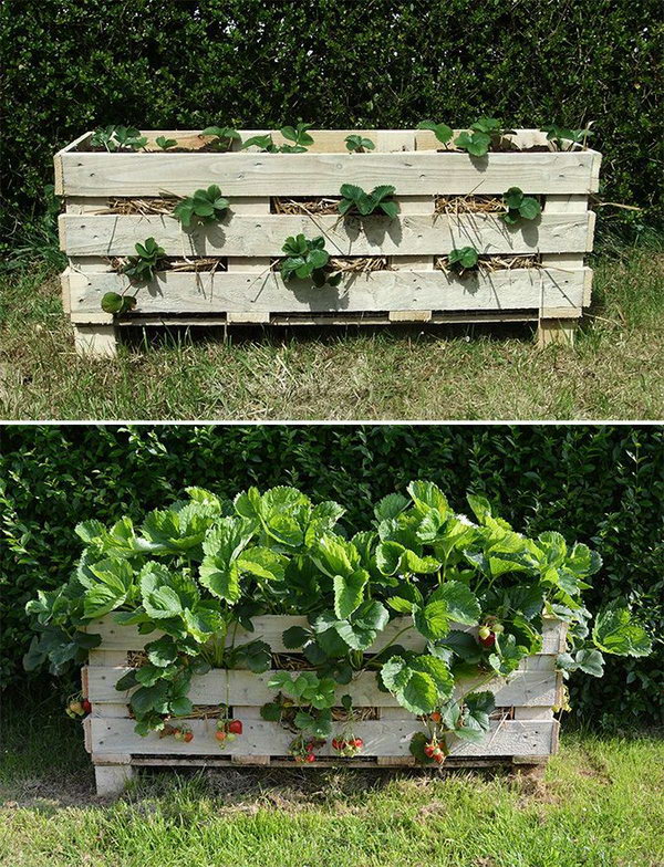 Repurpose Pallets into Garden Planters. Check out the tutorial 