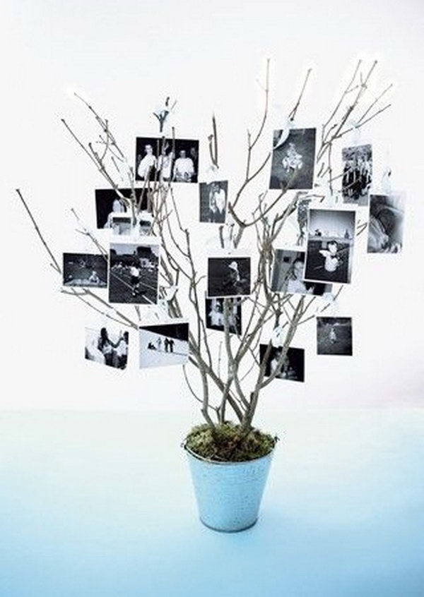 Rustic Photo Tree Display. 