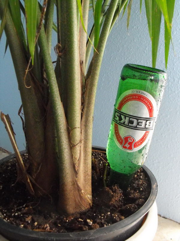 Use This Easy Bottle Craft to Keep Your Plants Alive While On Vacation 