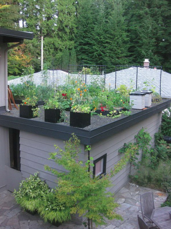 Creating an Edible Green Roof on a Garage 