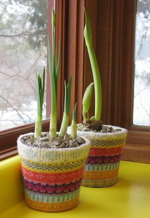 Sweater Covered Flowerpots. 