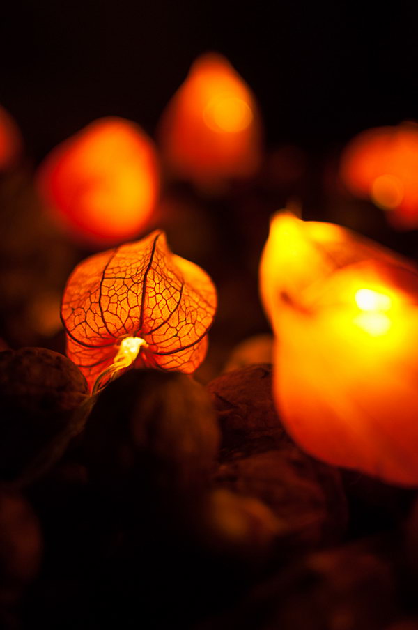 Use Dried Physalis blossoms to Make Fairy Lights . 