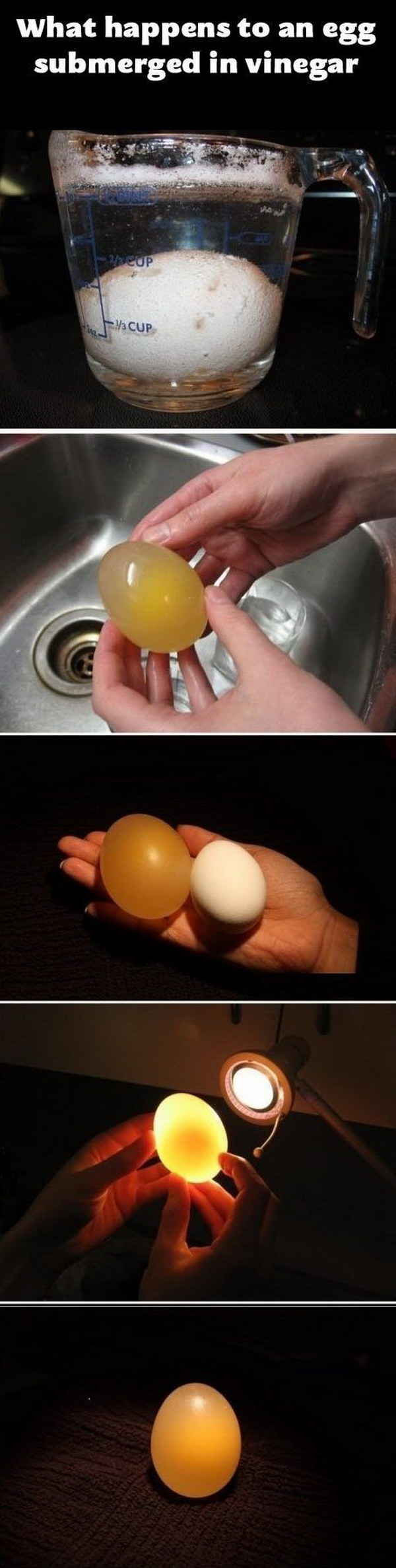 What Happens to an Egg Submerged in Vinegar Experiment? 
