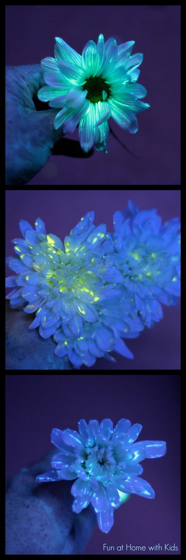 Flower Science Experiment for Kids: DIY Glowing Flowers. 