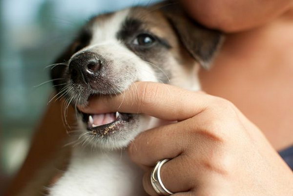 How to Train a Puppy Not to Bite. 