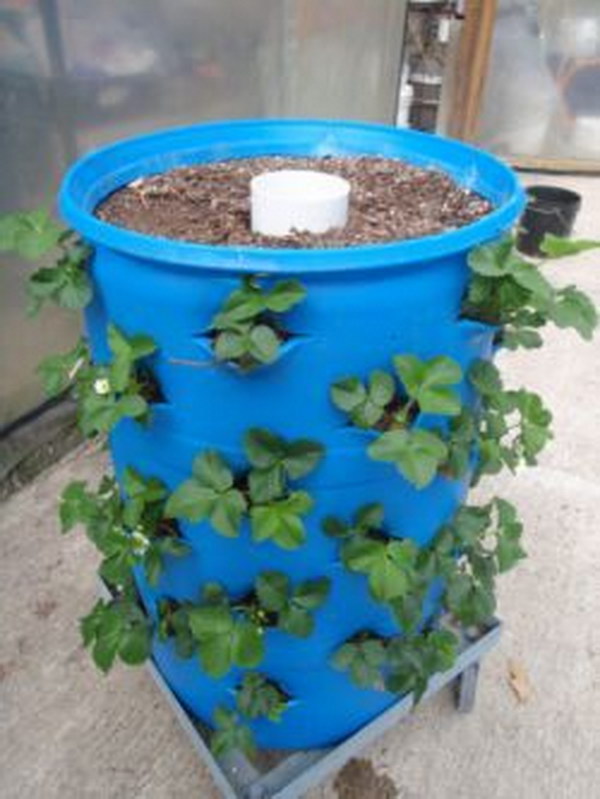 Self Watering Barrel Garden In A 55 Gallon Drum. 