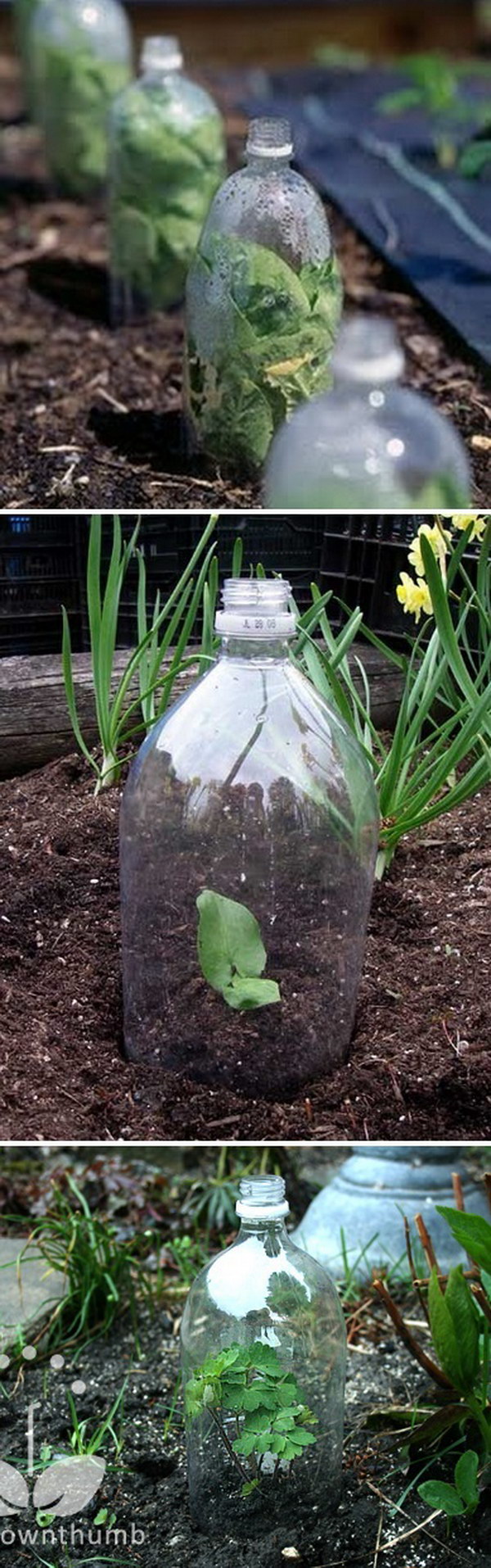 Plastic Bottle Mini Greenhouse. 