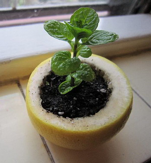 Start A Seedling In A Lemon Peel And Then Transplant The Whole Thing Into The Garden. 